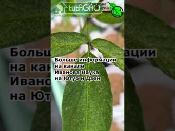 В 100 РАЗ СИЛЬНЕЕ С ЭТИМ СРЕДСТВОМ! Как навсегда избавиться от паутинного клеща в квартире и огороде