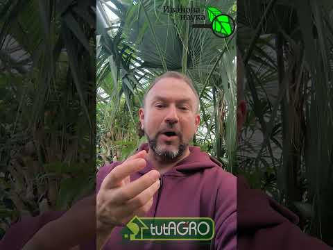 Желтеют листья огурцов? 1 секретное средство, которое спасет ваш урожай. Огурцы больше не желтеют!