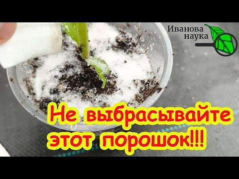 ОШИБКА, КОТОРАЯ УМЕНЬШАЕТ УРОЖАЙ! Капля этого порошка всё исправит! Чудо-порошок из мусорного ведра. ОШИБКА, КОТОРАЯ УМЕНЬШАЕТ УРОЖАЙ! Капля этого порошка всё исправит! Чудо-порошок из мусорного ведра.