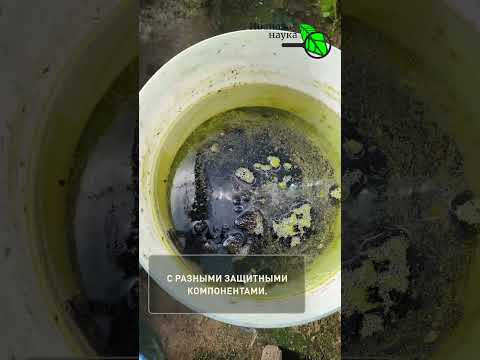 Перцы и баклажаны будут ГИГАНТАМИ!