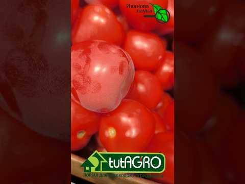 Это просто ШОК. Чем кормят из магазина. Дешевле купить? Покупайте! Это просто ШОК. Чем кормят из магазина. Дешевле купить? Покупайте!