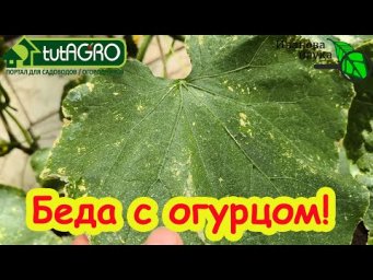 ЖЕЛТЕЮТ ЛИСТЬЯ У ОГУРЦА: 4 способа избавиться от желтых листьев. Паутинный клещ на огурце.