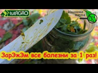 БЕСПЛАТНЫЙ ФУНГИЦИД: ЧИСТОТЕЛ ПРОТИВ БОЛЕЗНЕЙ В ОГОРОДЕ. Сделайте эту настойку против фитофтороза.