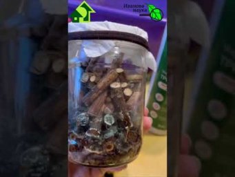 Триходерма на обрезках винограда 2024. Отходы в доходы. Видео с канала BioDSO в Instagram.