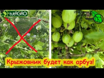 КРЫЖОВНИК СЛАДКИЙ и КРУПНЫЙ КАК АРБУЗ! Самый вкусный крыжовник получается именно так! Без мучнистой!