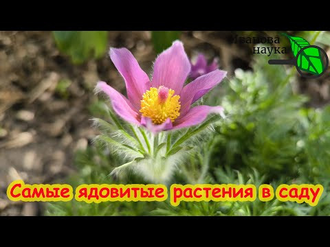 ОСТОРОЖНО, ДЕТИ! САМЫЕ ОПАСНЫЕ и ЯДОВИТЫЕ растения в нашем саду.