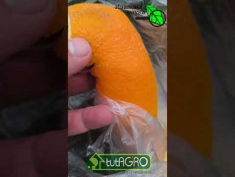 Медведка и хрущ сбегут с участка сами!  Бесплатный способ.
