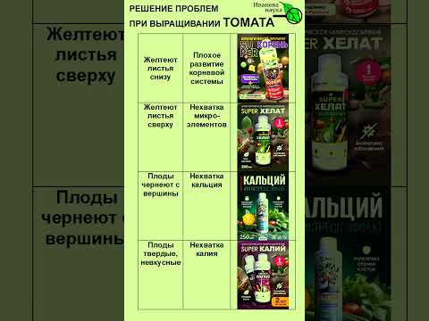 ПАМЯТКА ПО УХОДУ ЗА ТОМАТОМ. Проблемы и их решение. Часть 1.