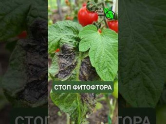 ФИТОФТОРА СЪЕСТ УРОЖАЙ ЗА НОЧЬ! Простое способ, о котором забывают дачники.