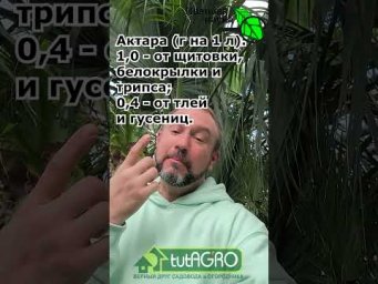 КАК УСИЛИТЬ АКТАРУ В 10 РАЗ! Безопасная добавка от стеклянницы, белокрылки, трипса и тли.