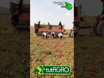 Уборка томатов. Вот как надо убирать урожай томатов. ))