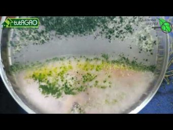 Рассада останавливается в росте? Вот что надо было сделать на старте! Исправляем за одно применение.