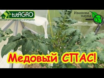 Рецепт СУПЕР!!! 100% завязи томатов, перцев и баклажанов. Домашний препарат своими руками.