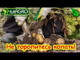 Рост картофеля без ботвы: убирать или не убирать картофель? Отмерла ботва и что делать дальше.