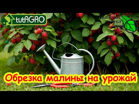 ОБРЕЗКА МАЛИНЫ НА УРОЖАЙ: до земли. на пень и на ранние ягоды. Как обрезать ремонтантную малину.