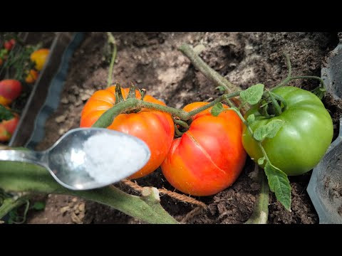 Пол чайной ложки соли и все томаты красные! Ускорьте созревание томата. Как ускорить налив томата. Пол чайной ложки соли и все томаты красные! Ускорьте созревание томата. Как ускорить налив томата.