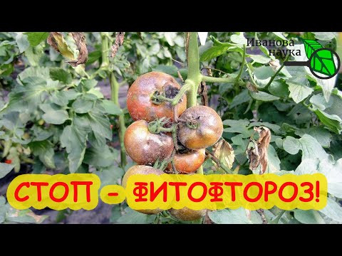 ПРОСТО, БЫСТРО и НАДЕЖНО от ФИТОФТОРЫ. Рецепт ТРОЙНОЙ ЛЕЧЕБНОЙ защиты от фитофтороза.