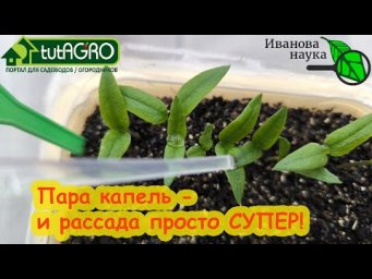 ЛУЧШАЯ ПОДКОРМКА ДЛЯ ВСХОДОВ. Чем подкормить молодую рассаду? Хватить пары капель на весь огород!