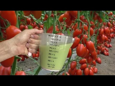 Стакан под куст после высадки рассады и томаты &laquo;штампуют&raquo; помидоры нон-стоп: не кусты, а стахановцы!