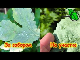 ПОСМОТРИТЕ, КАКОЕ ЧУДО! За забором бушует белокрылка, а на участке все чисто!