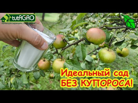 Мощная обработка сада БЕЗ КУПОРОСА от всех болезней и вредителей. Осенняя очистка сада от проблем.