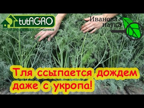 ТЛЯ и БЛОШКА ССЫПАЕТСЯ ДОЖДЕМ... даже с УКРОПА! 4 безопасных способа борьбы на любых культурах. ТЛЯ и БЛОШКА ССЫПАЕТСЯ ДОЖДЕМ... даже с УКРОПА! 4 безопасных способа борьбы на любых культурах.
