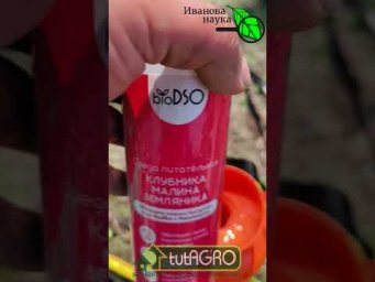 МАЛИНА ЗАВАЛИТ УРОЖАЕМ С ЭТОЙ ПОДКОРМКОЙ!