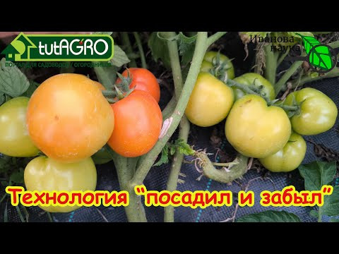 Я потратил 15 минут в неделю и собрал 150 кг помидоров! Уличные томаты в контейнерах. Я потратил 15 минут в неделю и собрал 150 кг помидоров! Уличные томаты в контейнерах.
