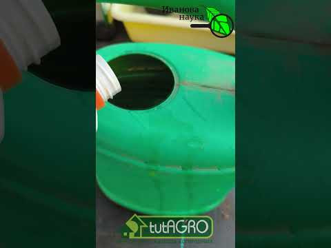 Петунию и бегонию больше не покупаю! Не тратьте деньги! Просто делайте как я. Море петуний из ничего