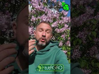 Двойной косяк Виктории Карелиной из Семян Алтая! Повторите &mdash; потеряете урожай! Карелина СНОВА чудит!