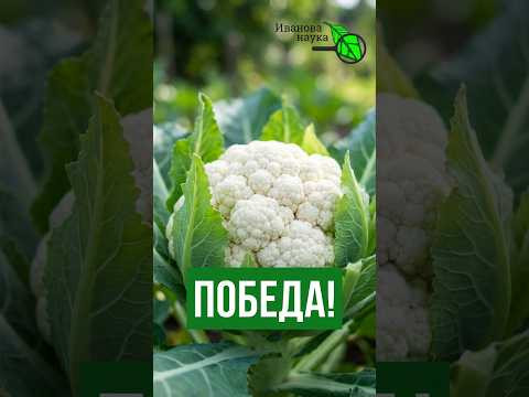 Куда исчезла белокрылка и трипсы? 