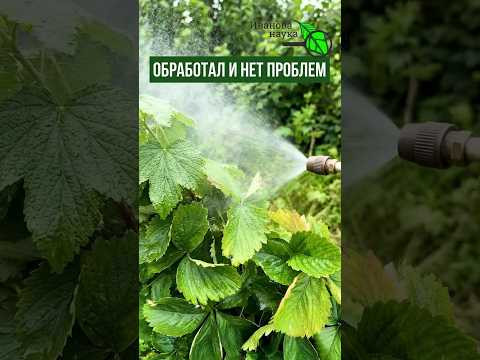 РАННЯЯ ИСКОРЕНЯЮЩАЯ ОБРАБОТКА от ВРЕДИТЕЛЕЙ и БОЛЕЗНЕЙ! Без ядов, мочевины и купороса