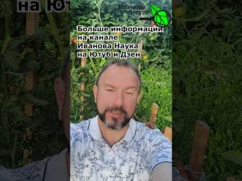 НИКОГДА НЕ ПОКУПАЙТЕ СЕМЕНА АЛТАЯ! У них все томаты больные! Виктория Карелина не удержала фитофтору