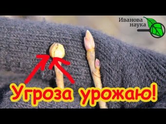 Вот для чего я обрывал круглые почки на смородине. Но этого мало! Немедленно проведите обследование!