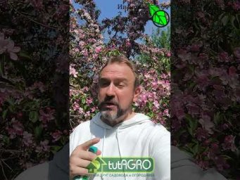 ОПРЫСКАЙТЕ САД ПРЯМО СЕЙЧАС! Цветки не опадут, а урожай завалит! Чем опрыскать во время цветения.