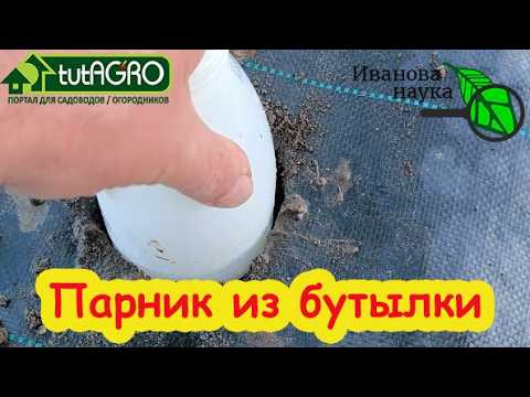 Сею огурцы, даже если земля ледяная! Урожай в 2 раза раньше и больше. Холод им не помеха. Сею огурцы, даже если земля ледяная! Урожай в 2 раза раньше и больше. Холод им не помеха.