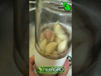 Самый быстрый способ вылечить грибок стопы дома.