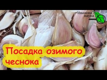 ПОЛНАЯ СХЕМА ПОСАДКИ ЧЕСНОКА. Озимый чеснок от А до Я. Как подготовить чеснок к посадке осенью.