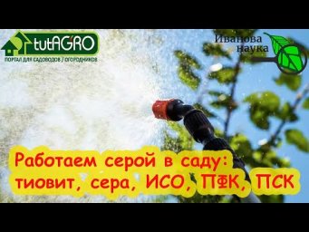КОГДА ПОРА РАБОТАТЬ СЕРОЙ В САДУ? От почкового клеща на смородине, мучнистой росы и прочих бяк.