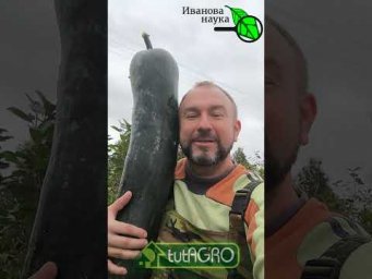 ЭТИ РАБОТЫ НИКОМУ НЕ НУЖНЫ! Лишние работы в саду осенью. Не занимайтесь ерундой - поберегите силы!