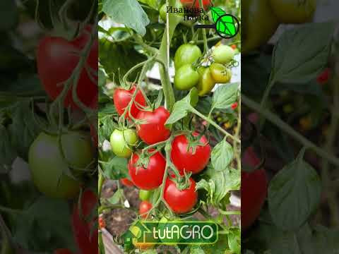 ТОЛЬКО ПОЛЮБУЙТЕСЬ НА ЭТУ КРАСОТУ!!! Теплица во второй половине сентября! Никаких желтых листьев!