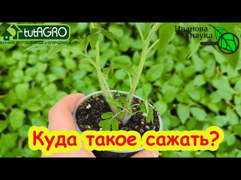 КУДА ЛУЧШЕ САЖАТЬ ТОМАТЫ ДЛЯ БОЛЬШОГО УРОЖАЯ.