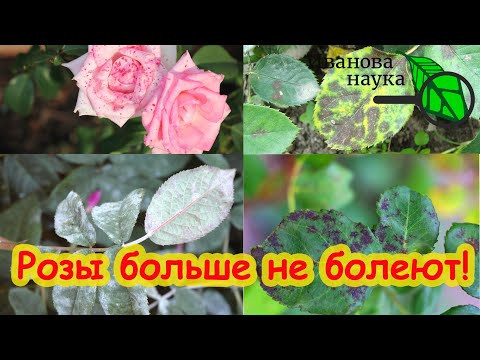 ВСЕ РОЗЫ ЧИСТЫЕ! Розы больше не болеют. Полная простая схема обработка роз от всех болезней сразу. ВСЕ РОЗЫ ЧИСТЫЕ! Розы больше не болеют. Полная простая схема обработка роз от всех болезней сразу.