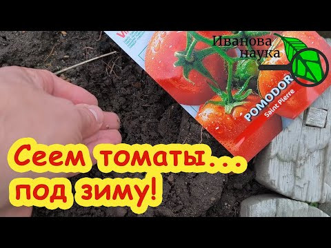 УЖЕ ПОРА! Сеем ТОМАТЫ... ЗИМОЙ! Самая крепкая рассада томатов для большого урожая - сеем вот так. УЖЕ ПОРА! Сеем ТОМАТЫ... ЗИМОЙ! Самая крепкая рассада томатов для большого урожая - сеем вот так.