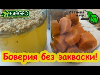 БОВЕРИЯ ВЫРОСЛА ШИКАРНАЯ! Что с ней делать? Боверия без закваски. Вот где взять Боверию бесплатно.