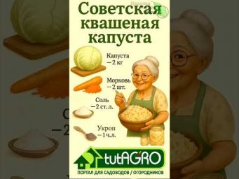 Советская квашеная капуста. Рецепт на все времена.