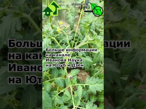 Сделайте так и томатов будет очень много. Даже без бора! Сделайте так и томатов будет очень много. Даже без бора!