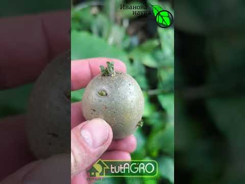 Урожай картофеля ОГРОМНЫЙ! Мощный способ домашнего оздоровления клубней. Урожай картофеля ОГРОМНЫЙ! Мощный способ домашнего оздоровления клубней.