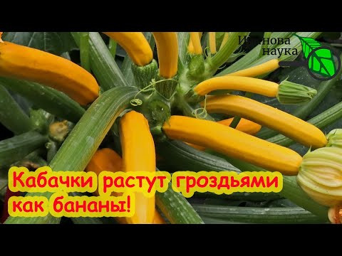 По 20 кабачков с куста за раз и ни одного гнилого! Подкормка, после которой кабачки завалят урожаем! По 20 кабачков с куста за раз и ни одного гнилого! Подкормка, после которой кабачки завалят урожаем!