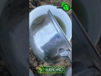 Ягод голубики будет очень много, если сделать эту подкормку весной! Проверенный способ для голубики.